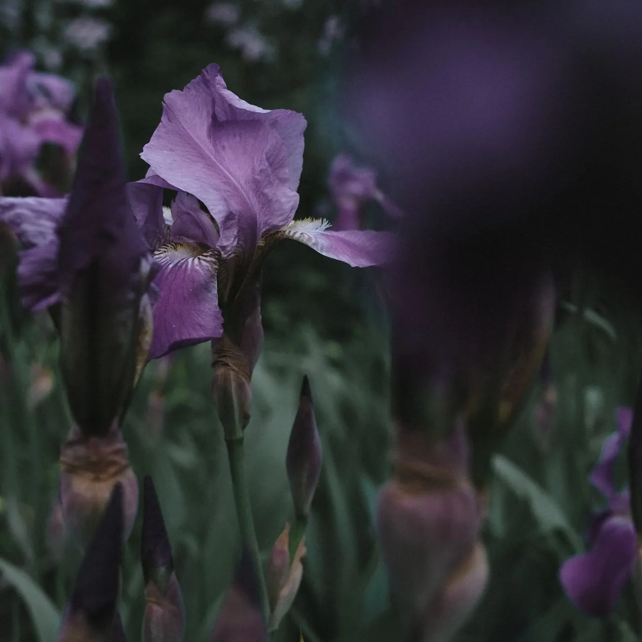 Purple iris flowers in a shaded garden